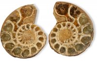 Ammoniten Paar, Fossilien, 4 cm